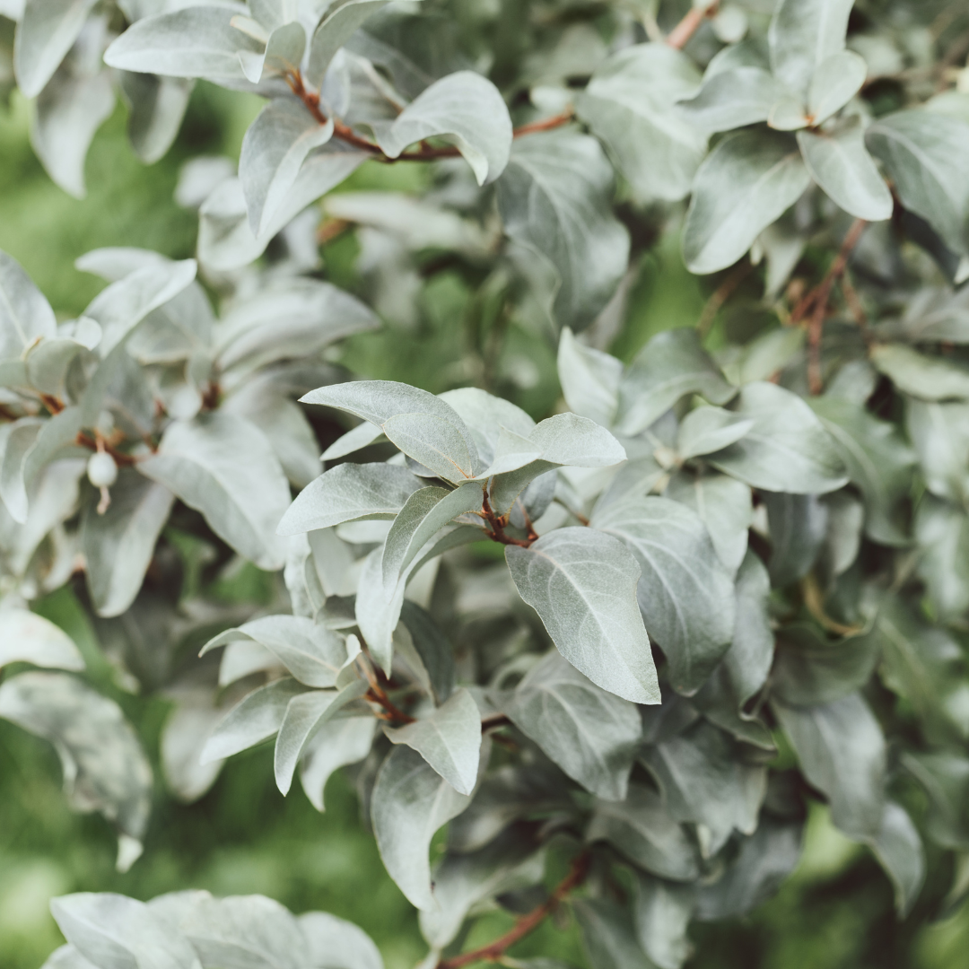 Fruitland Silverberry