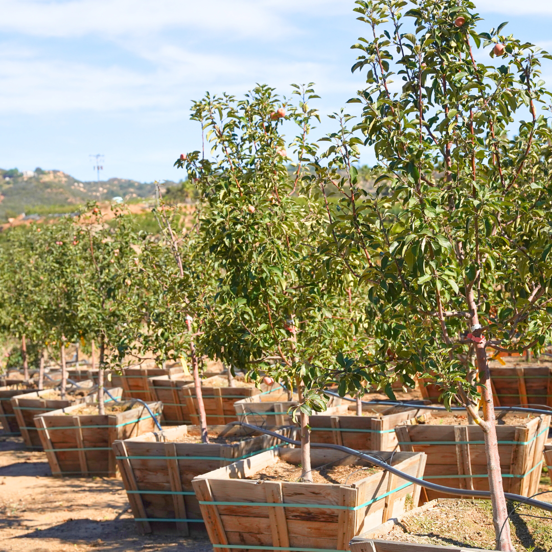 Fuji Apple Tree
