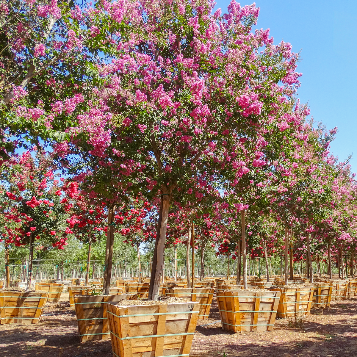 Lipan Crape Myrtle