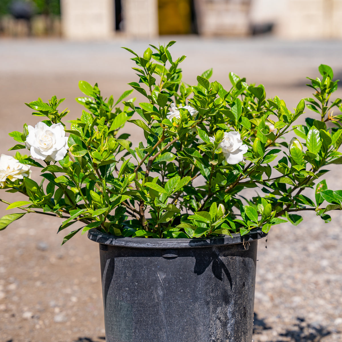 Everblooming Gardenia
