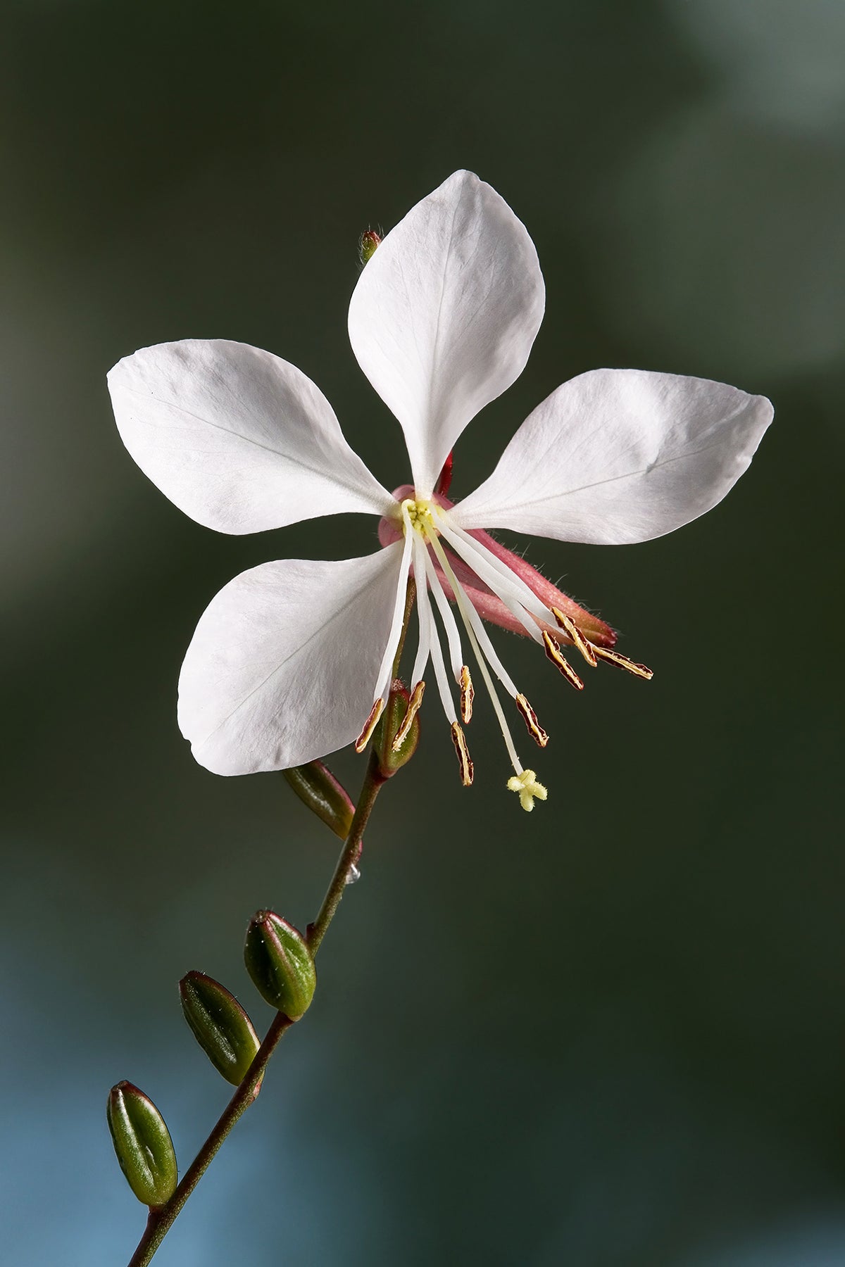 Gaura