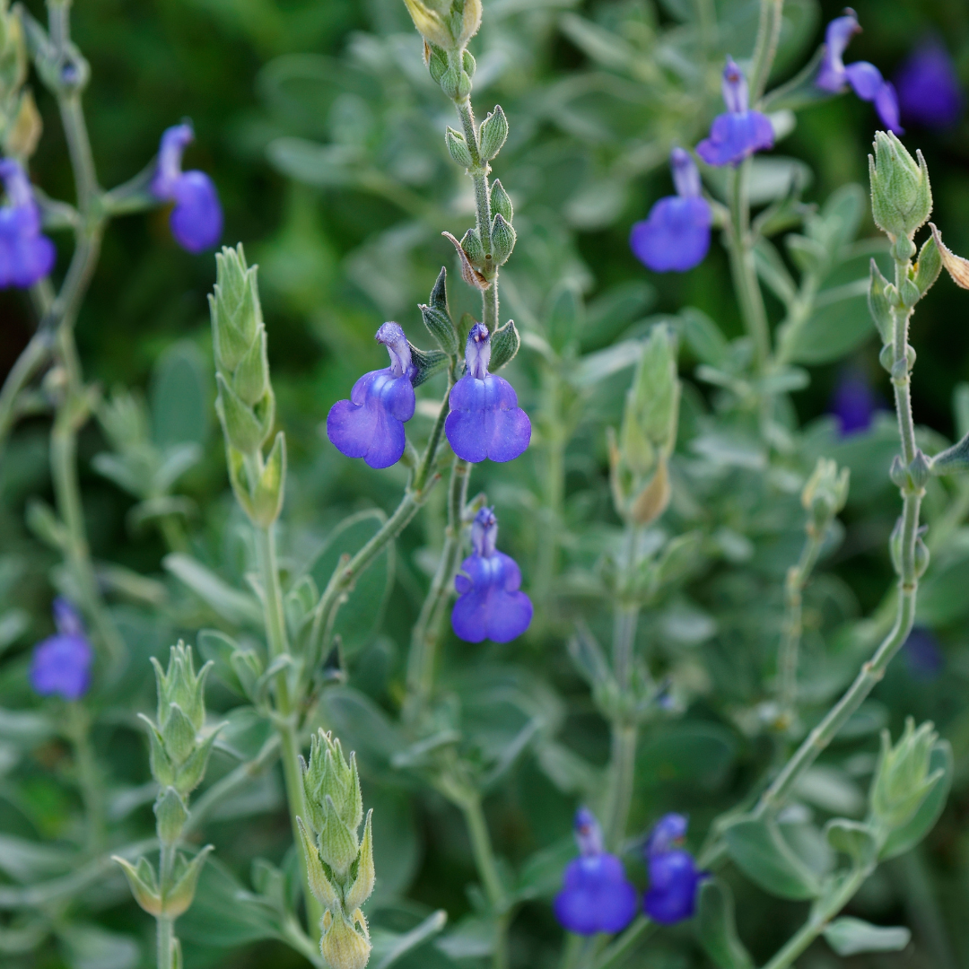 Germander Sage