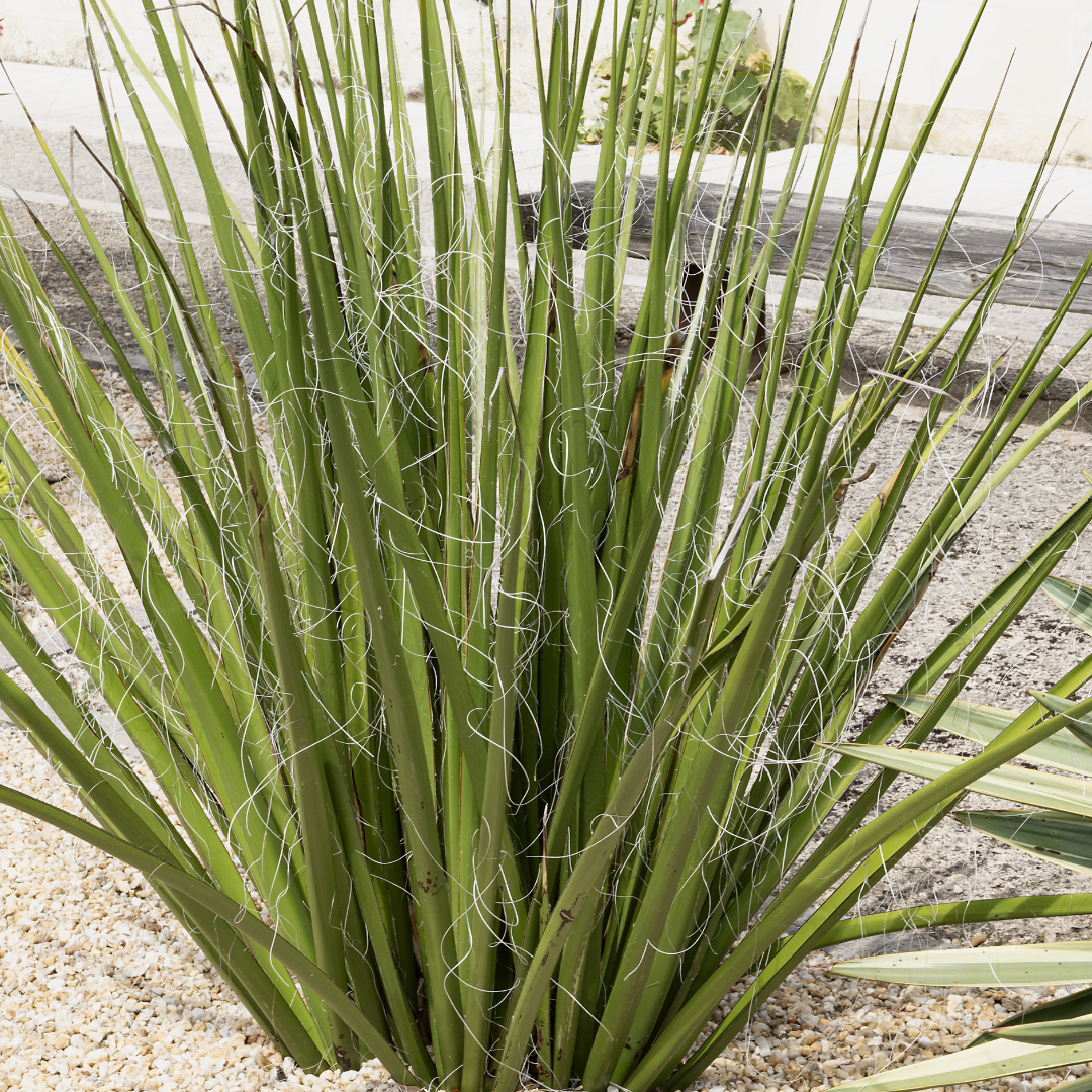 Giant Hesperaloe