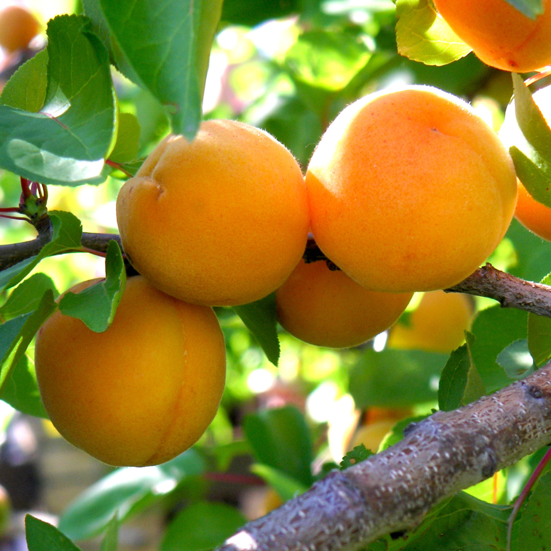 Gold Kist Apricot