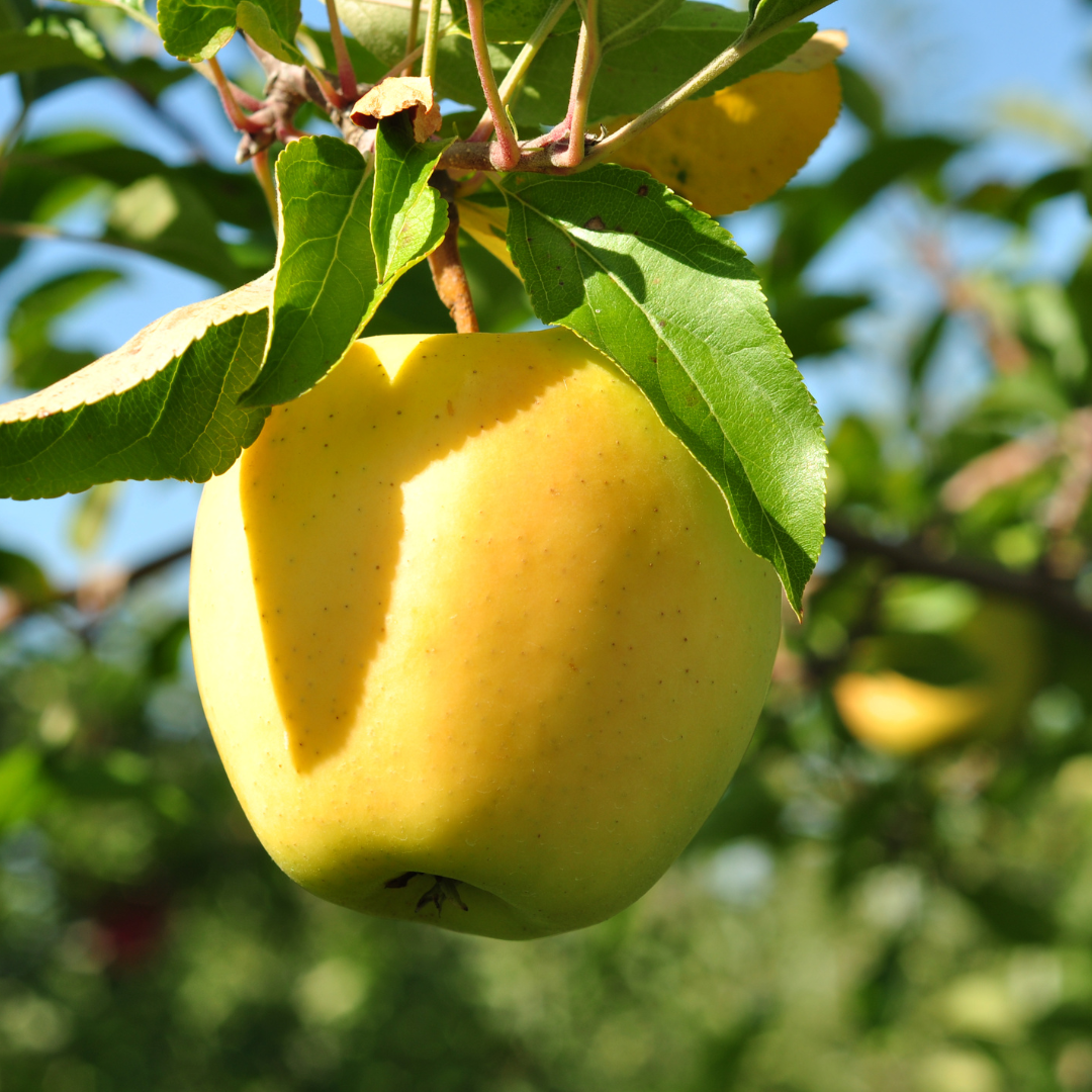 Golden Delicious Apple