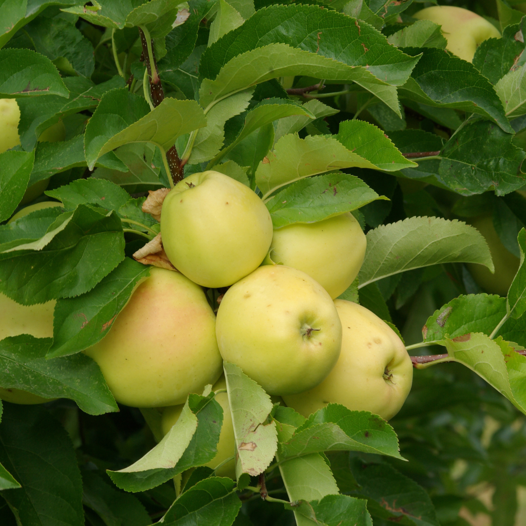 Golden Dorsett Apple
