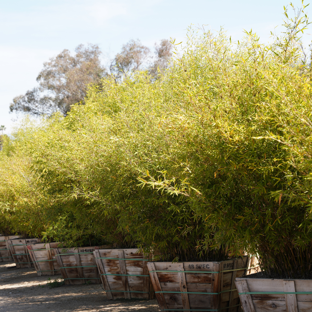 Golden Bamboo