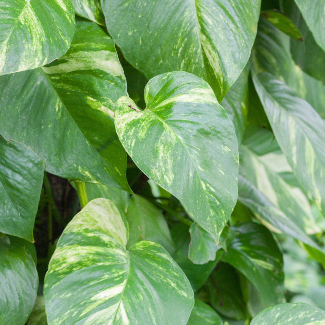 Golden Pothos
