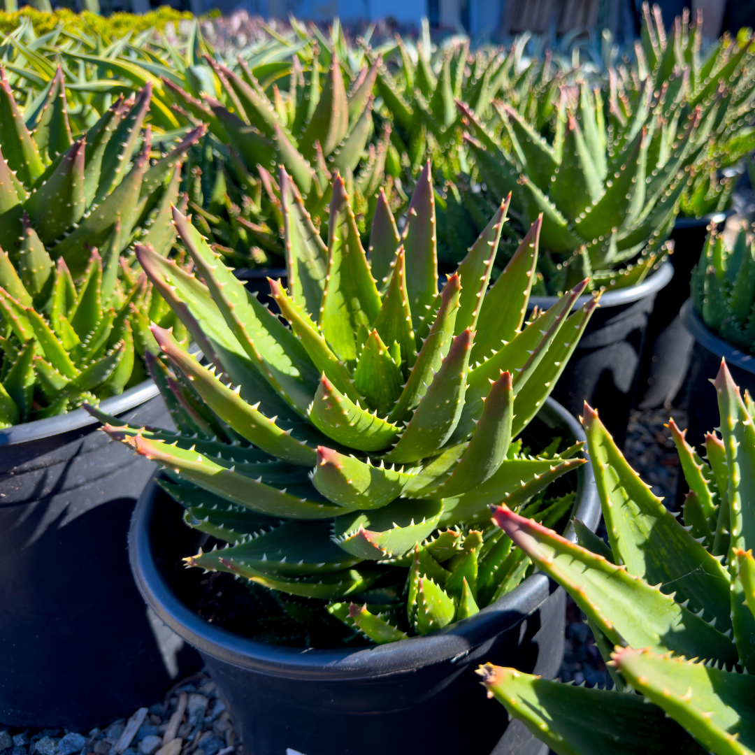 'Golden Toothed' Aloe