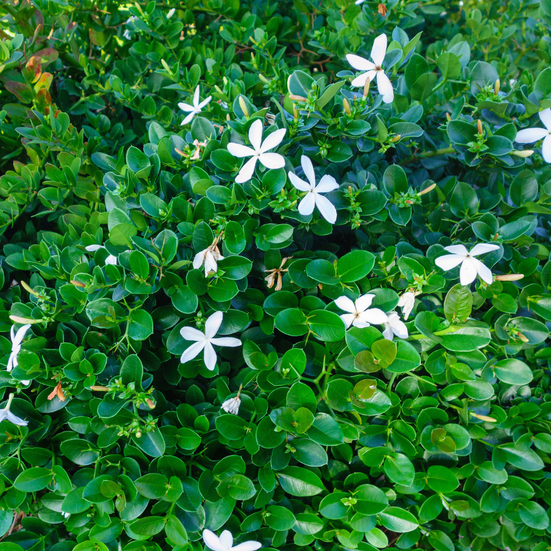 Green Carpet Natal Plum