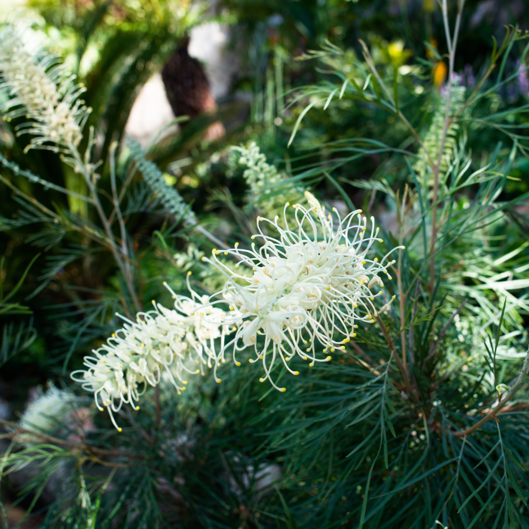 Grevillea 'Moonlight'