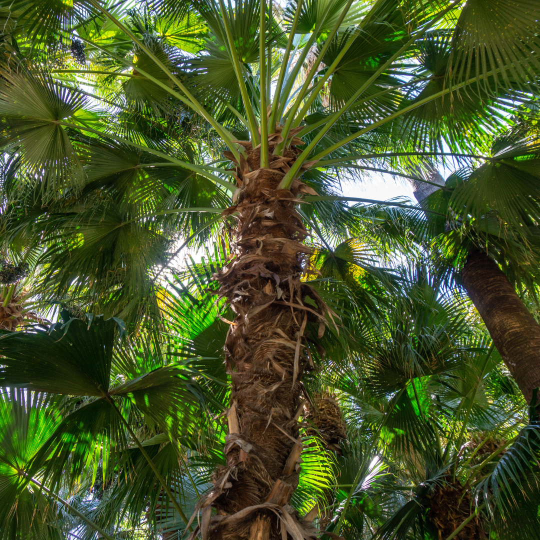 Guadalupe Palm