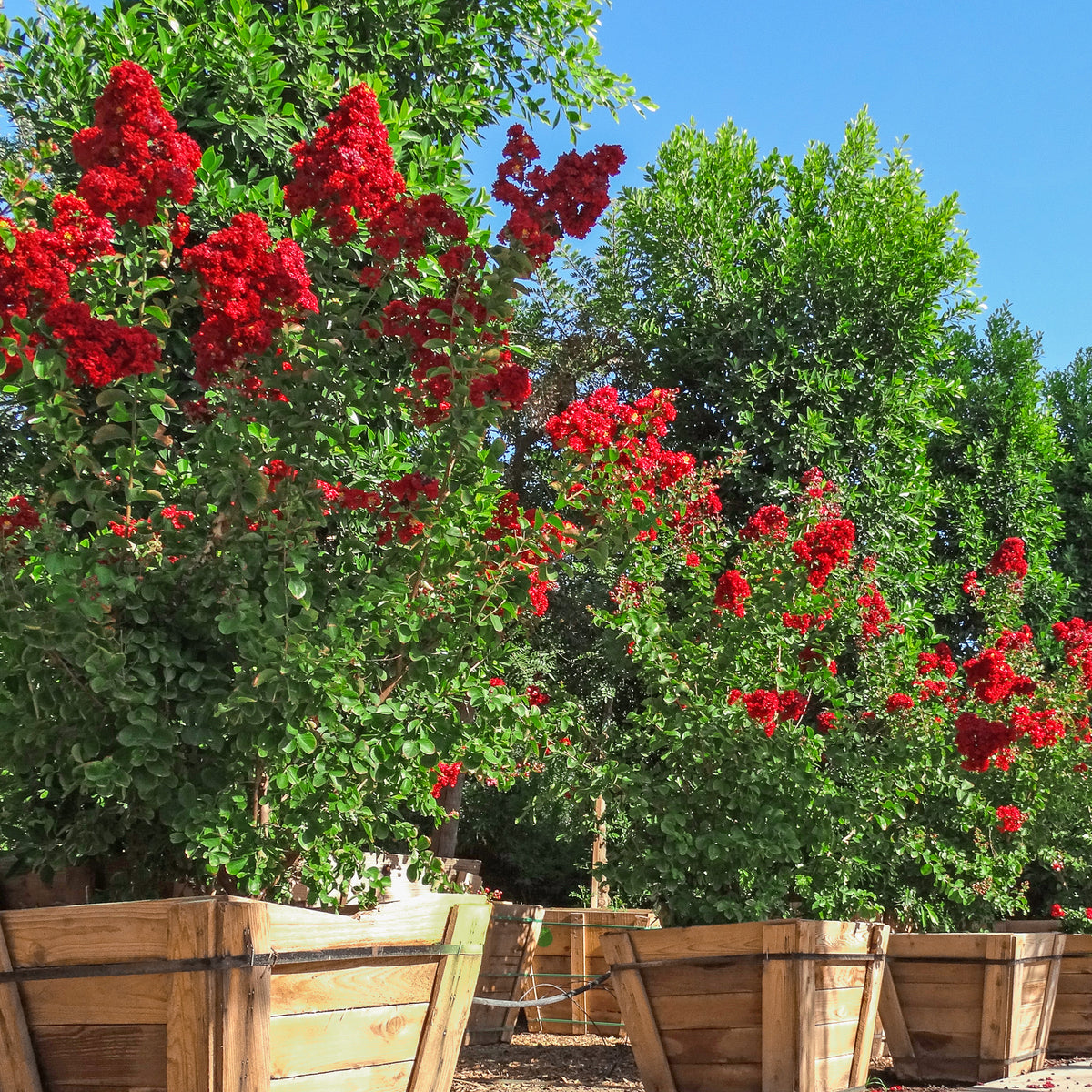 Dynamite Crape Myrtle