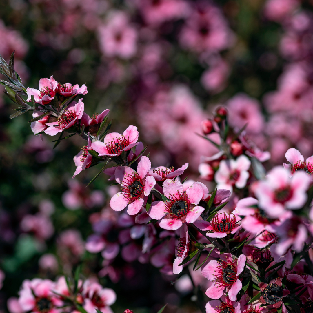 'Helene Strybing' Tea Tree
