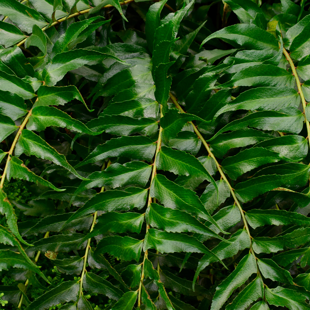 Holly Fern