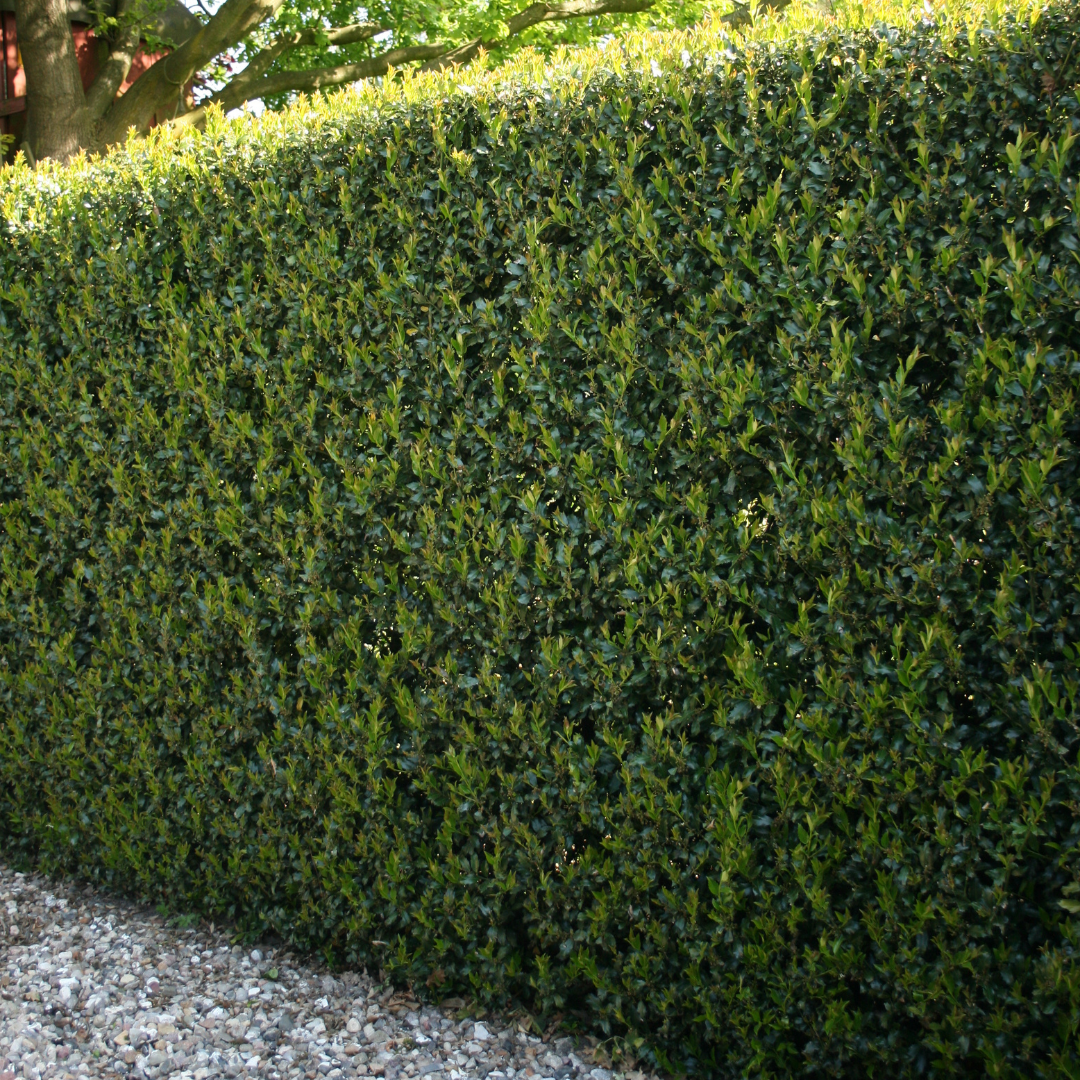 Pride of Houston Yaupon Holly