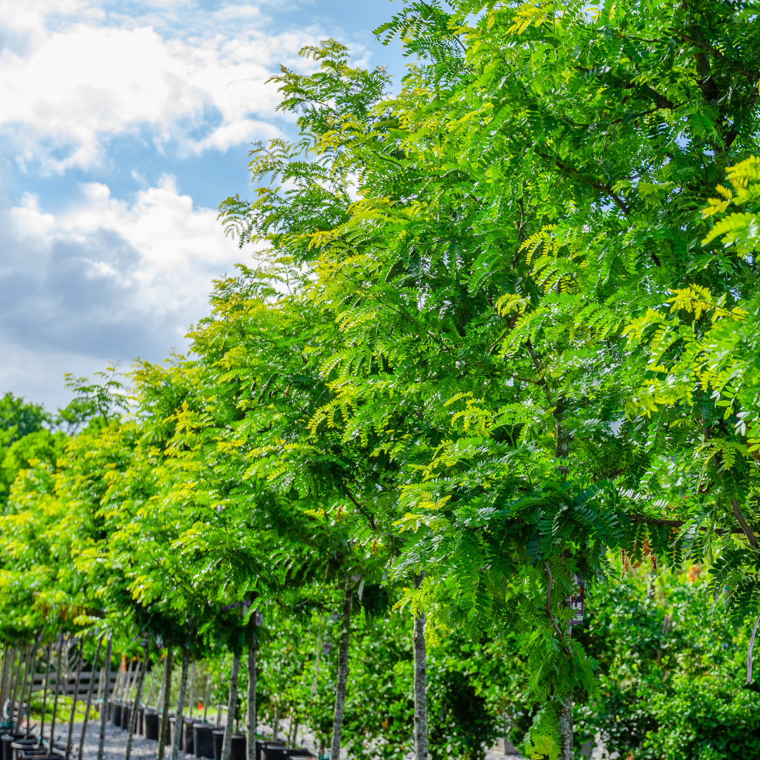 Honey Locust