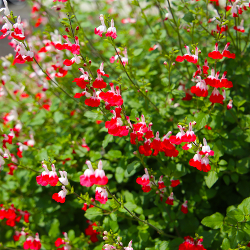 'Hot Lips' Salvia
