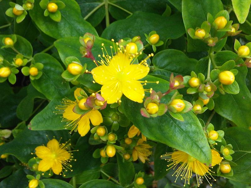 Hypericum (St. John's Wort)