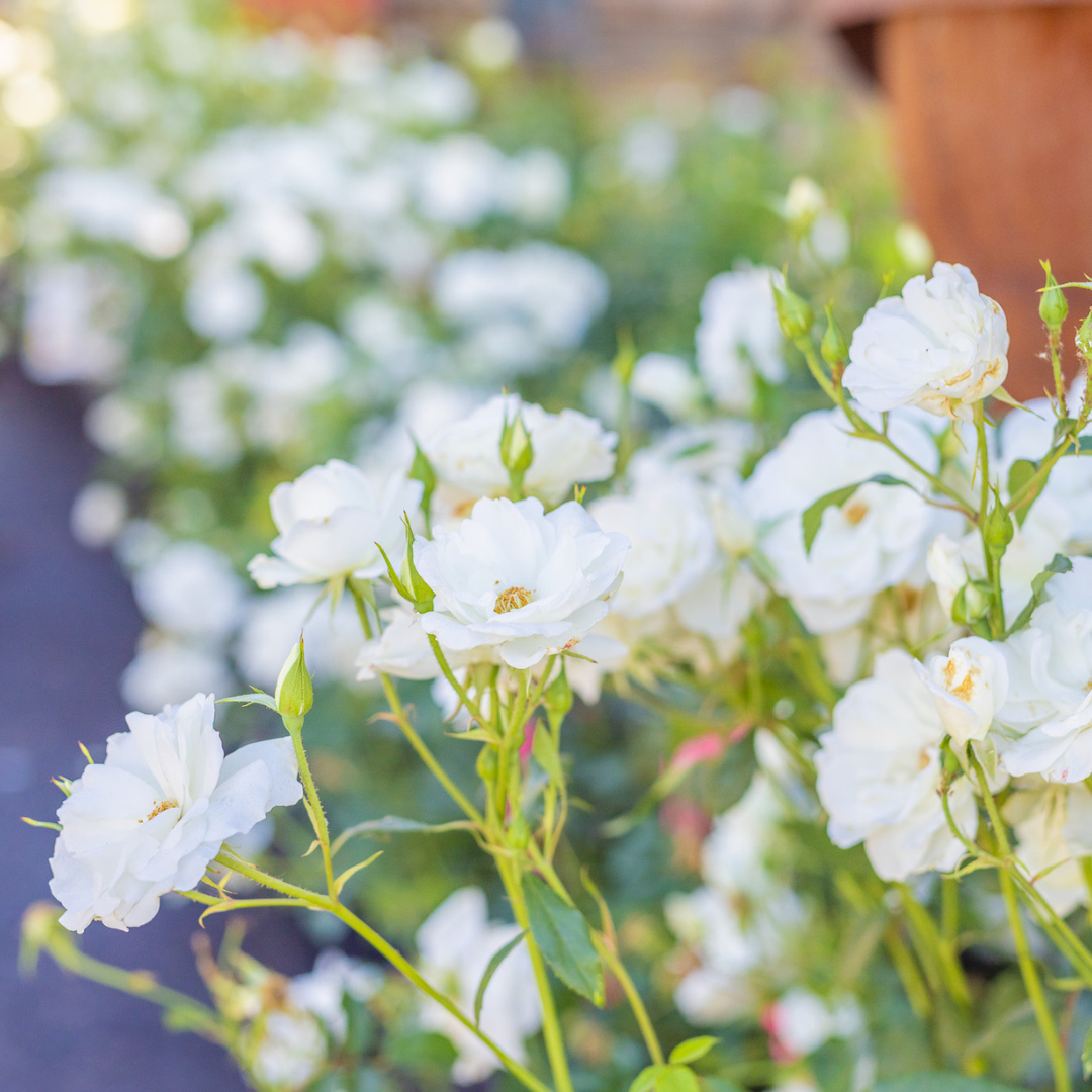 Iceberg Rose