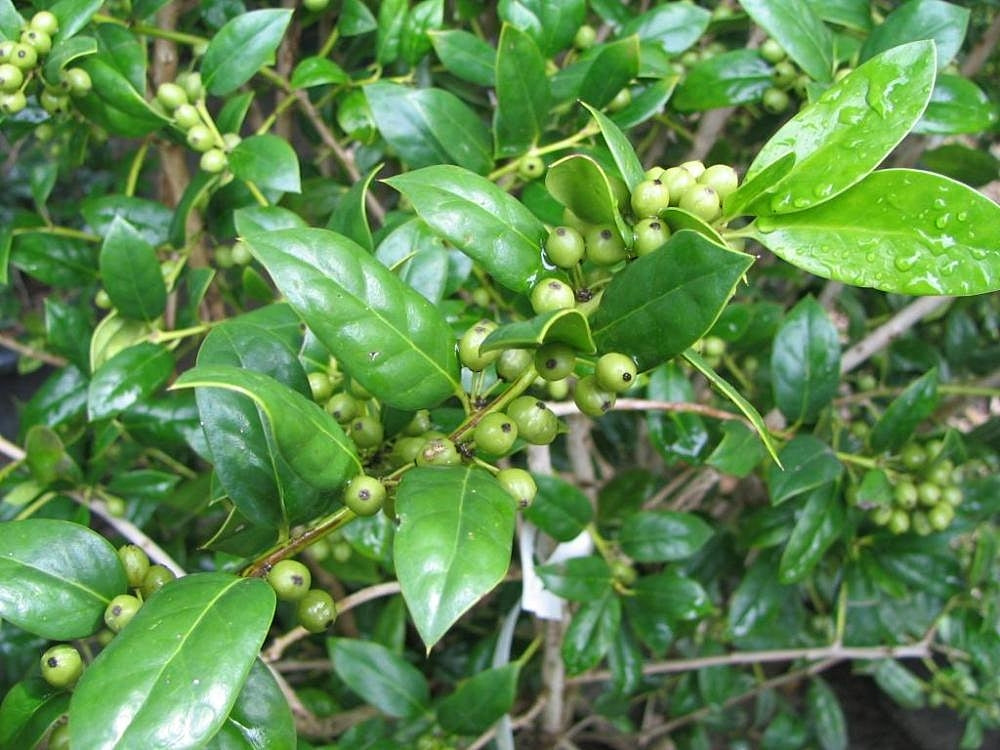 Needlepoint Holly