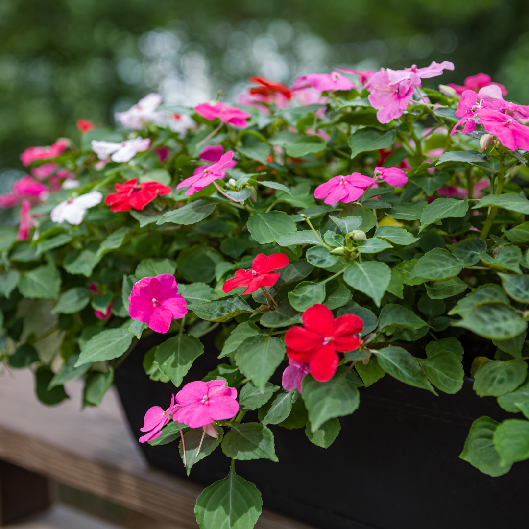 Impatiens