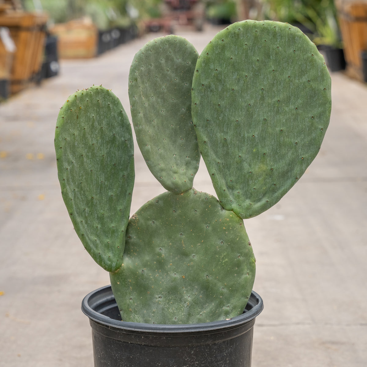 Indian Fig Prickly Pear
