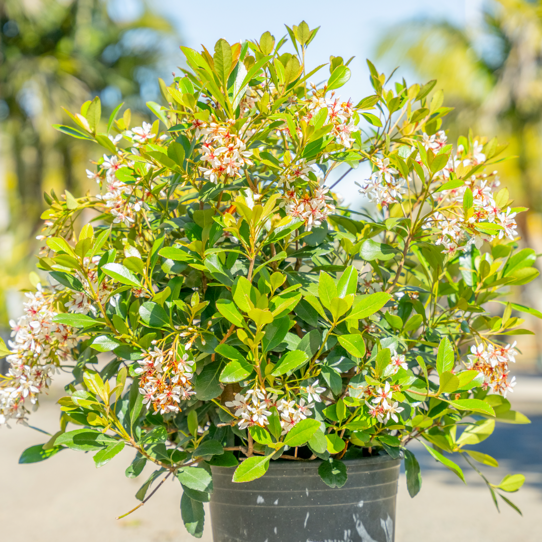Indian Hawthorn