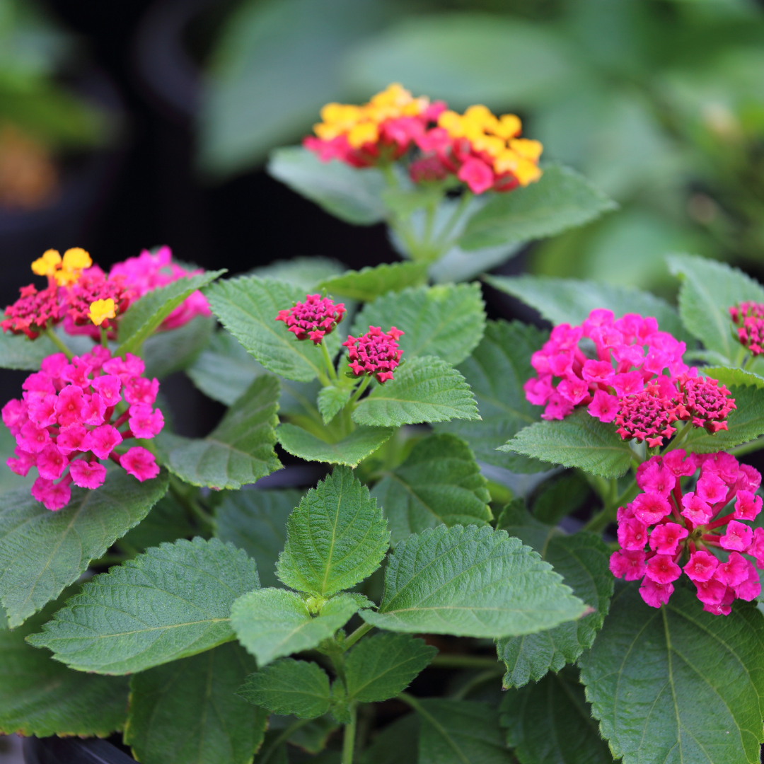 Lantana Irene