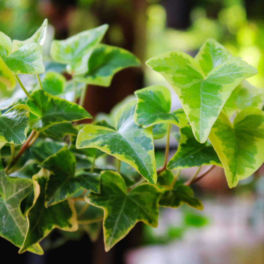 Ivy