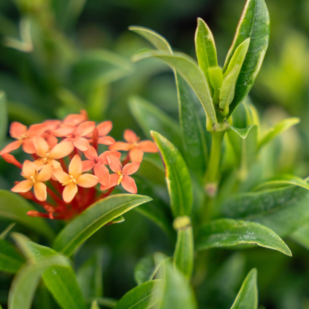 Ixora