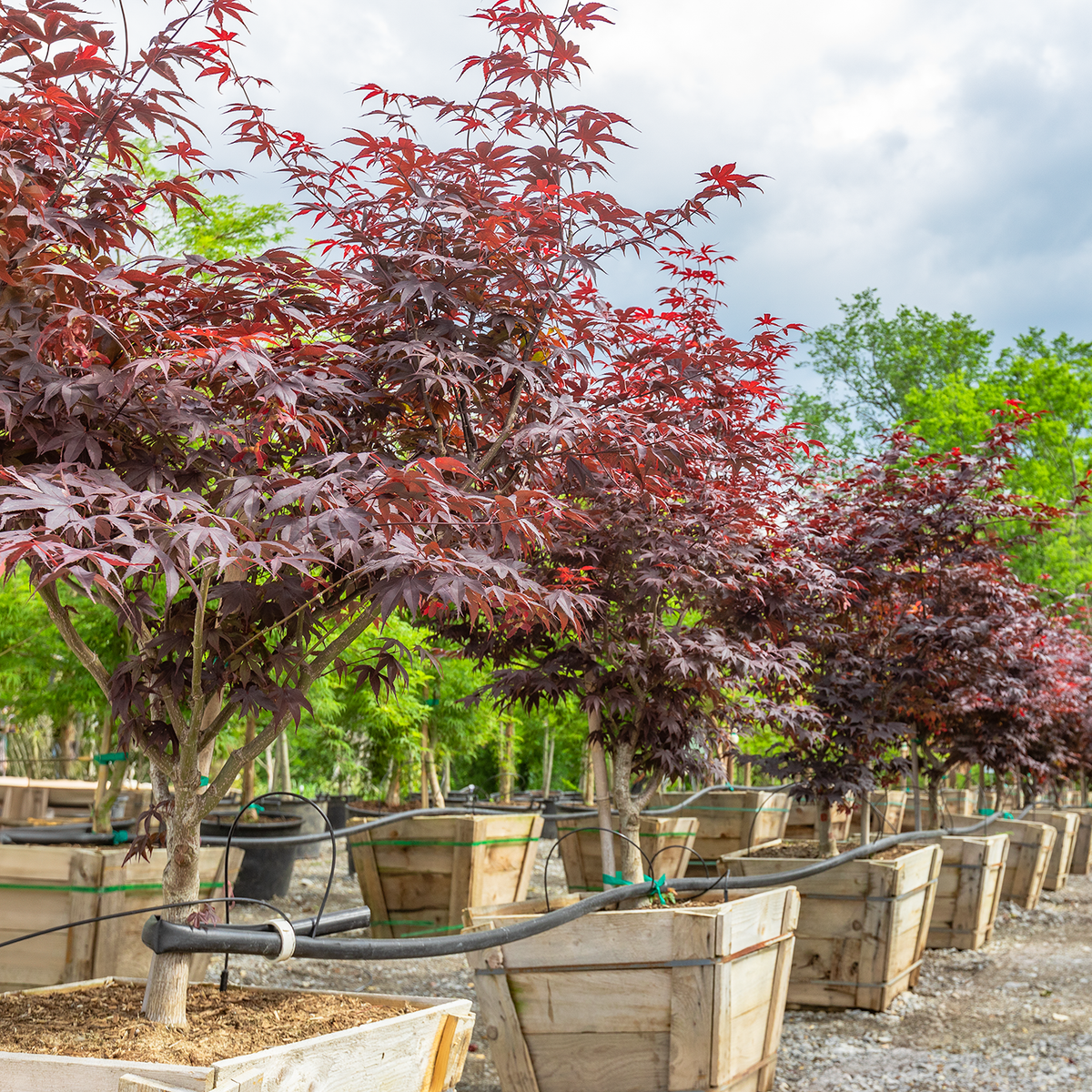 Bloodgood Japanese Maple
