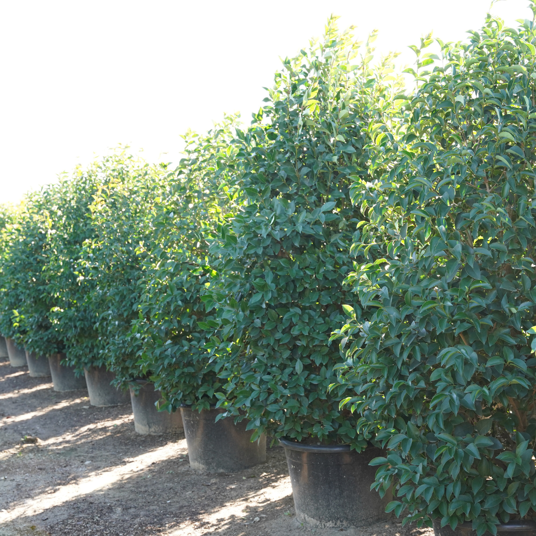 Japanese Privet