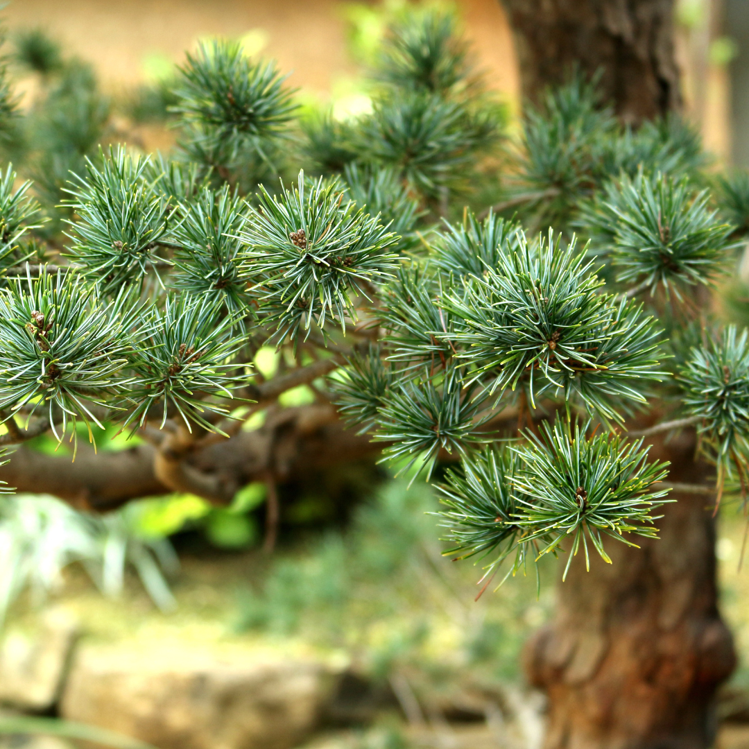 Japanese White Pine