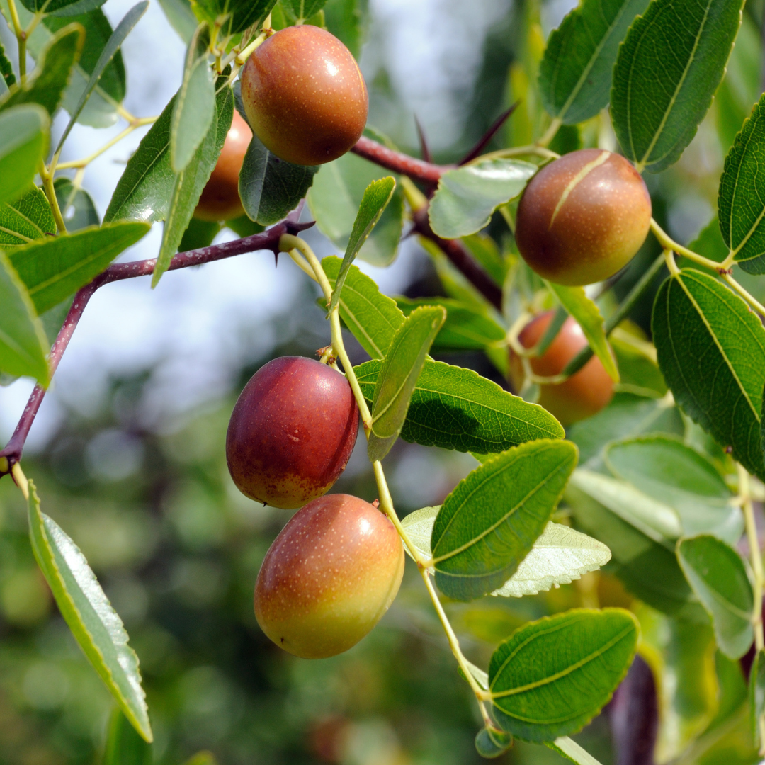 Jujube Tree