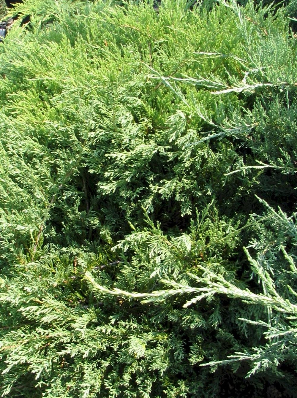 Andorra Compacta Juniper