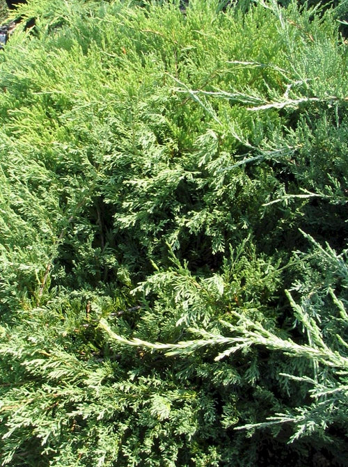 Andorra Compacta Juniper