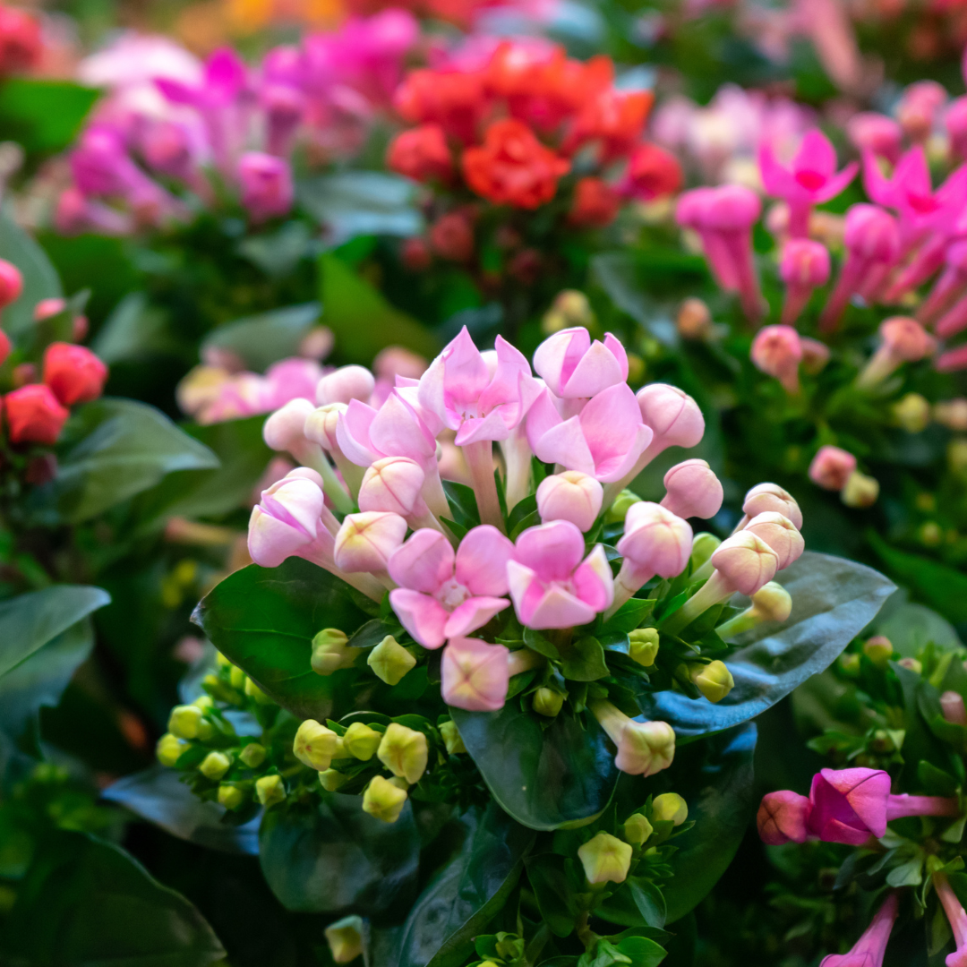 Kalanchoe