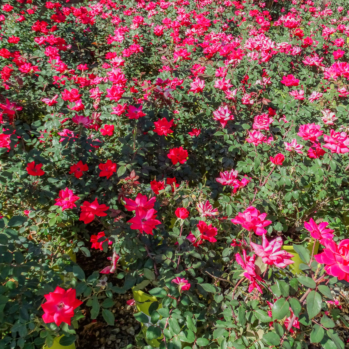 Knock Out Roses