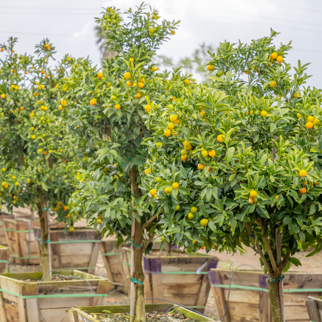 Kumquat