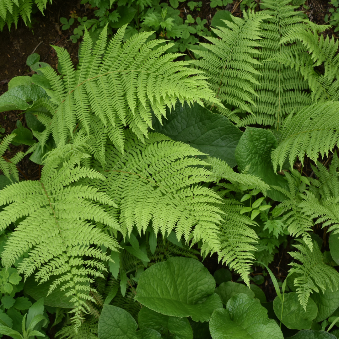 Lace Fern