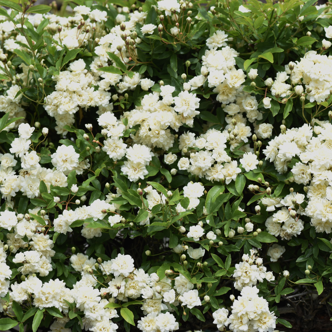 White Lady Banks Rose