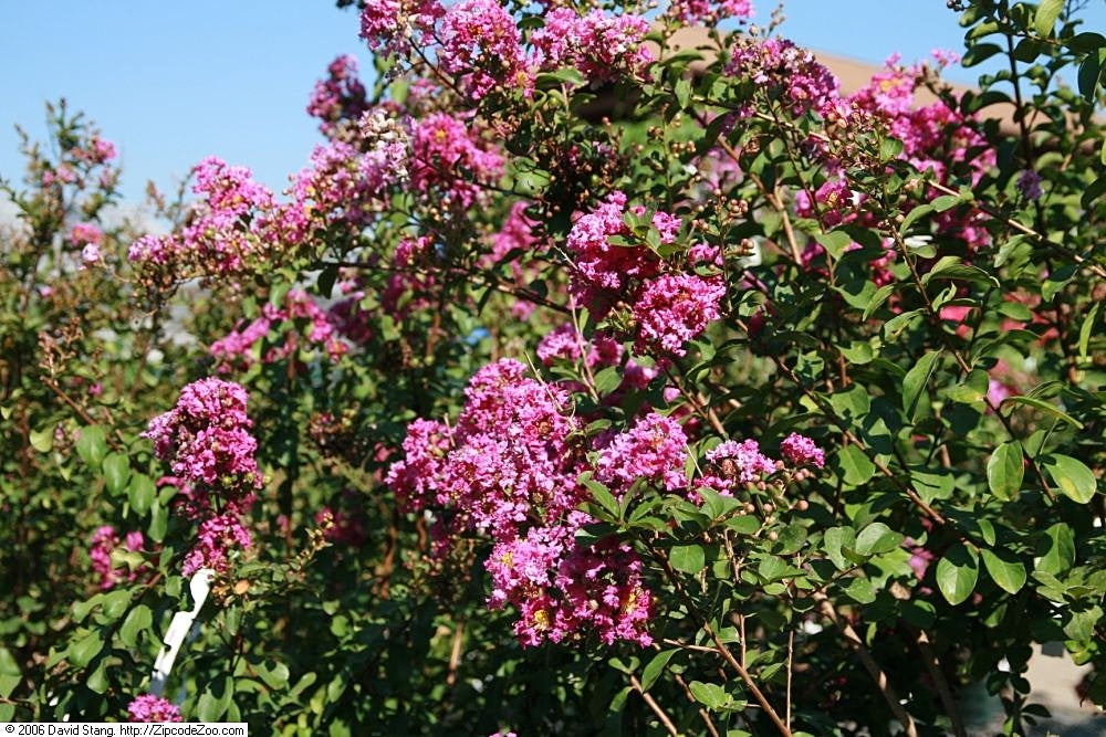 Twilight Crape Myrtle