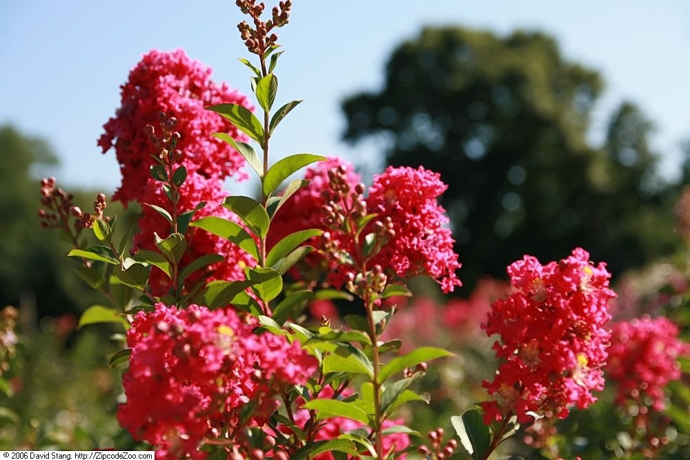 Tonto Crape Myrtle