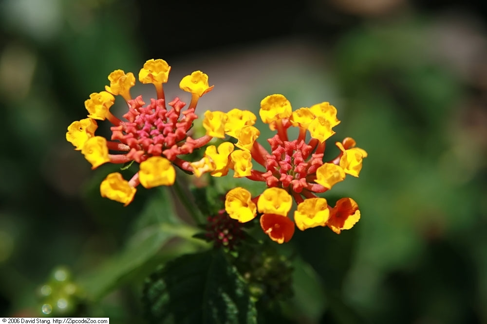 Dallas Red Lantana