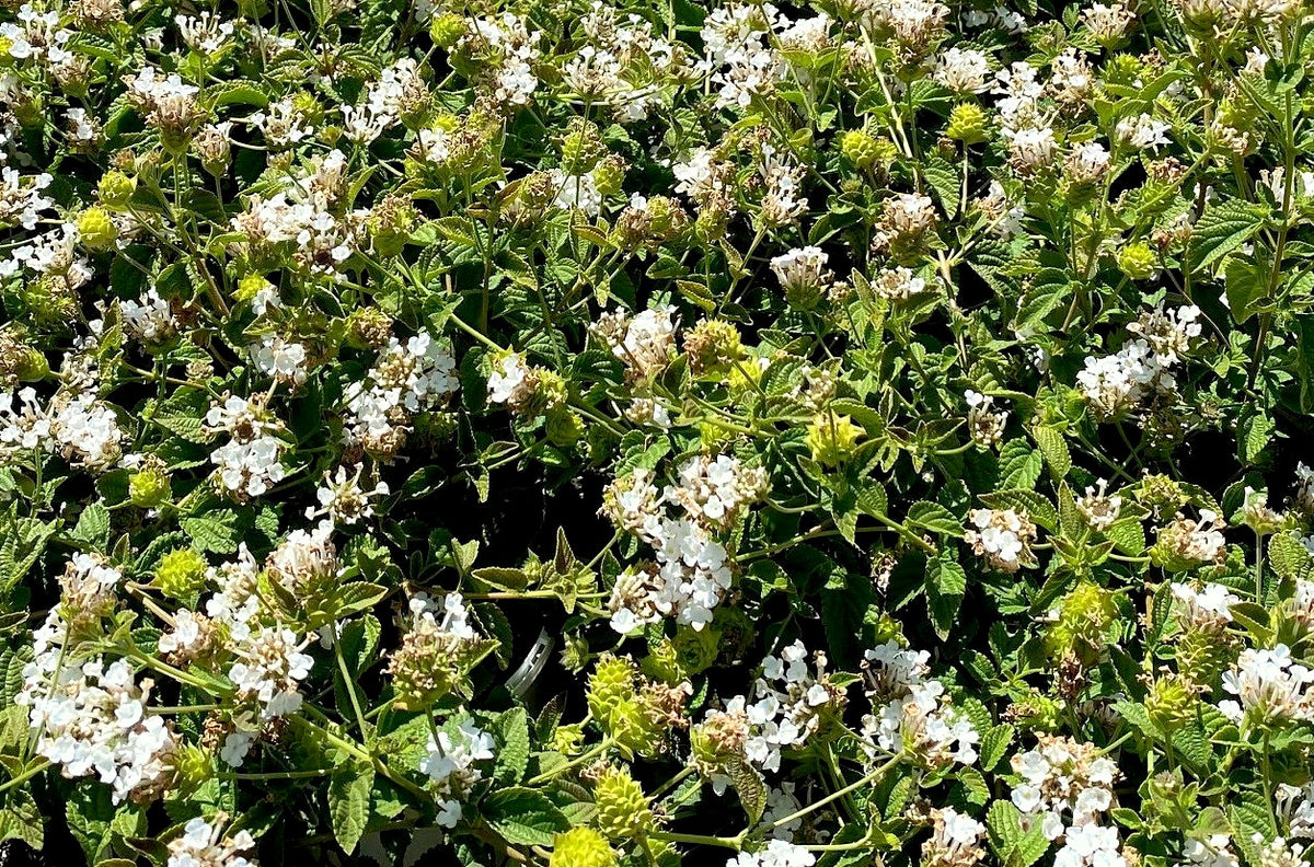 White Trailing Lantana