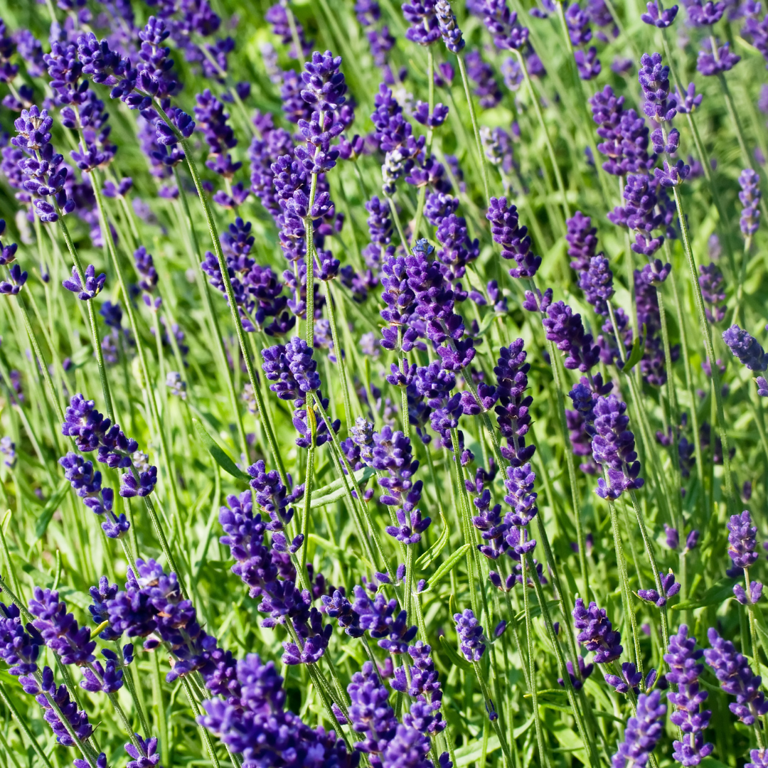 Lavender