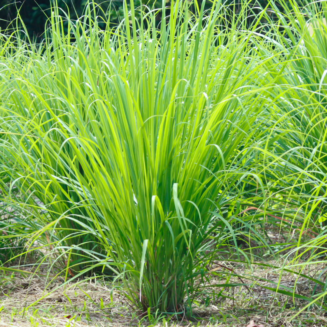 Lemongrass