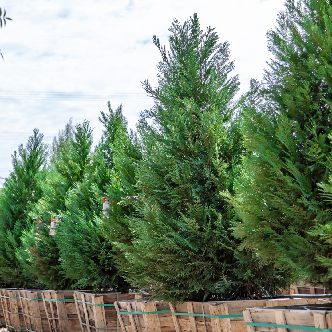 Leyland Cypress