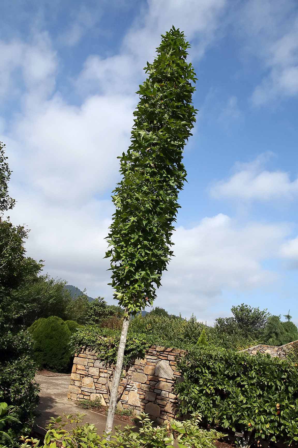 Slender Silhouette Sweetgum